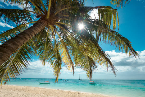Nature Landscape View of Beautiful Tropical Beach With Palm and Sea in Sunny Day. Zanzibar, Tanzania. Summer Holiday and Vacation Concept.