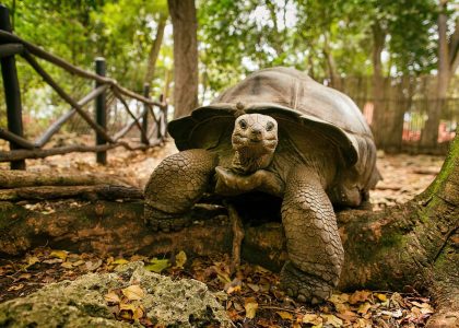 Zanzibar_Prison_Island_Aldabra_Giant_Tortoise_02 (1) Zanzibar_Prison_Island_Aldabra_Giant_Tortoise_02 (1)
