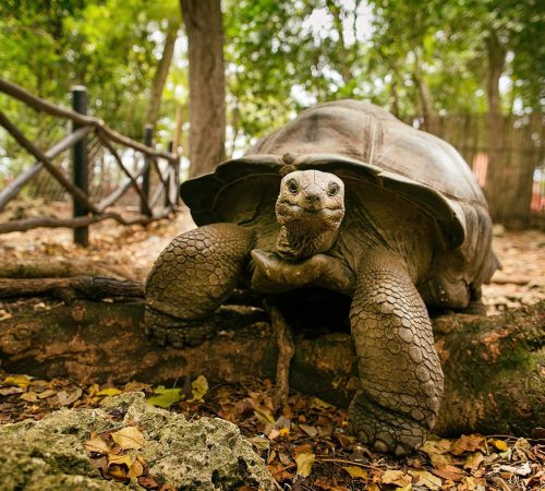 Zanzibar_Prison_Island_Aldabra_Giant_Tortoise_02 (1)