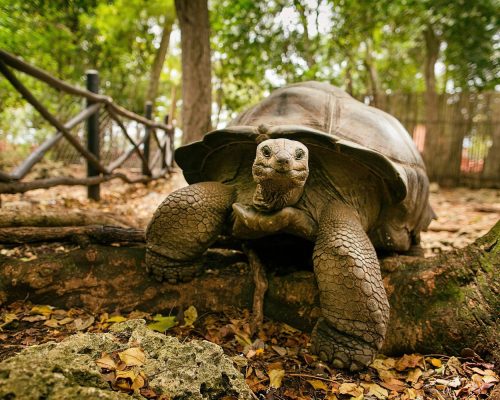 Zanzibar_Prison_Island_Aldabra_Giant_Tortoise_02