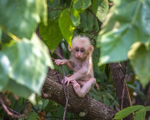 baby-monkey-4888534_1920