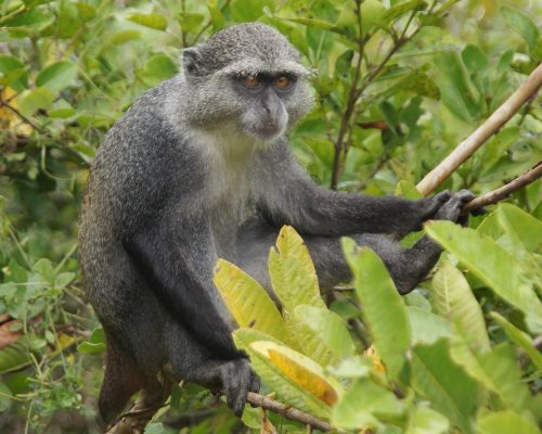 blue-monkey-3734803_1920