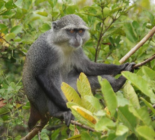 blue-monkey-3734803_1920