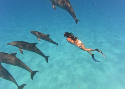 dolphin-tour-e1743842831358 dolphin-tour-e1743842831358