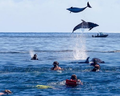dolphins