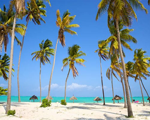 Perfect sand beach with palm trees, Zanzibar, Tanzania