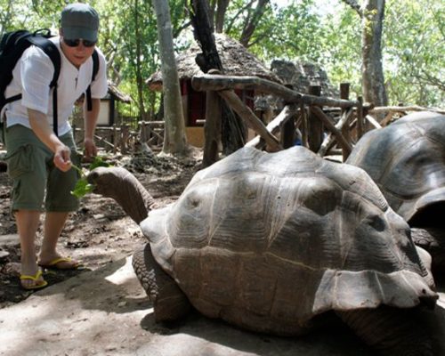 prison_island_tortoise
