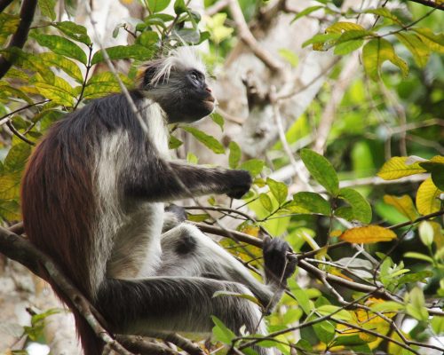 red-monkey-3734809_1920
